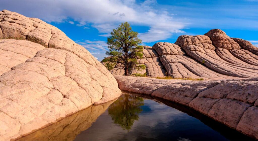 A tree is standing next to some rocks